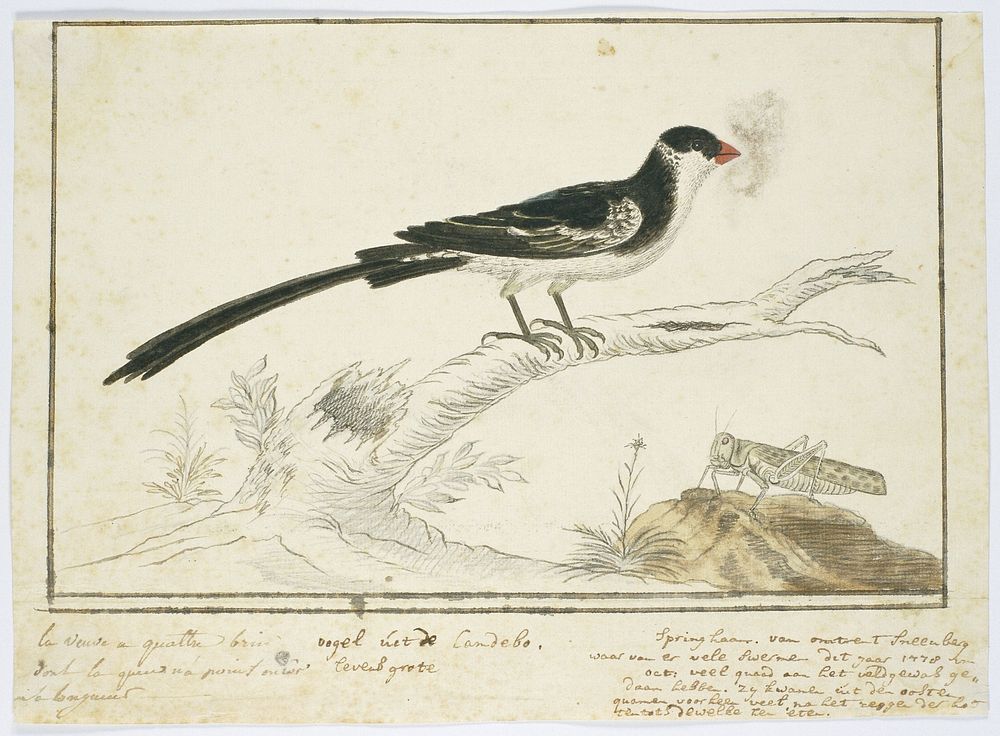 Vidua macroura (Pin-tailed whydah) and locust (1778) by Robert Jacob Gordon