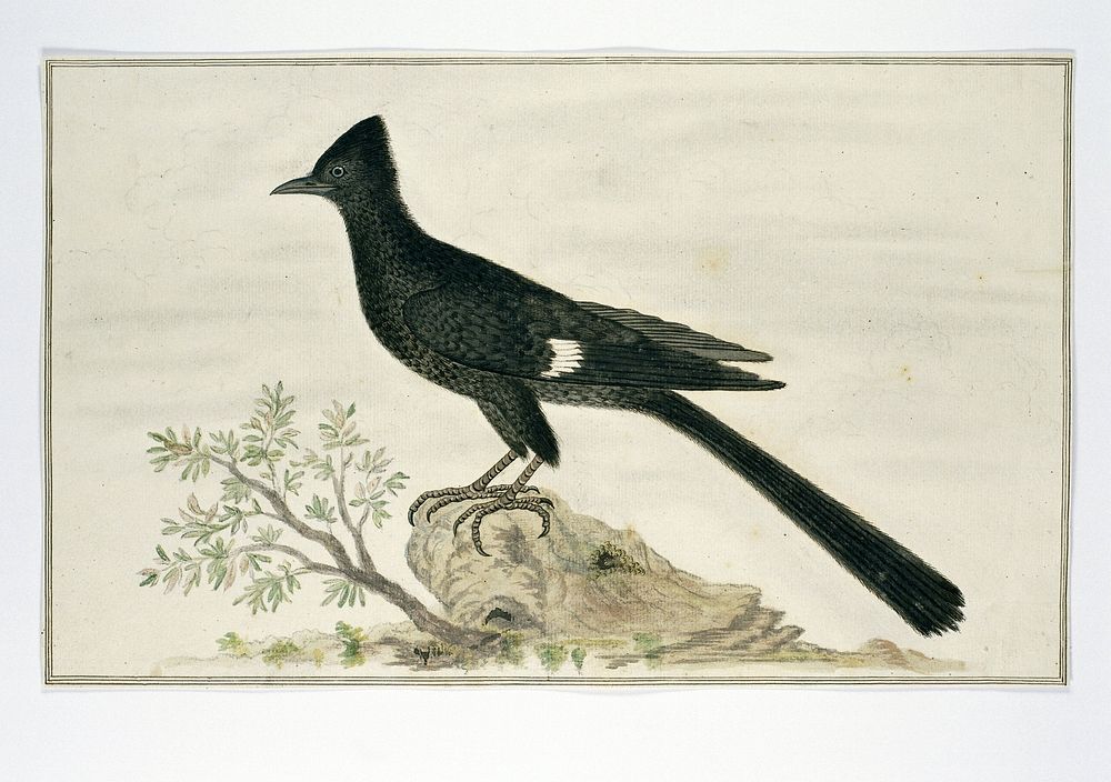Clamator jacobinus (Jacobin cuckoo) (1777 - 1786) by Robert Jacob Gordon