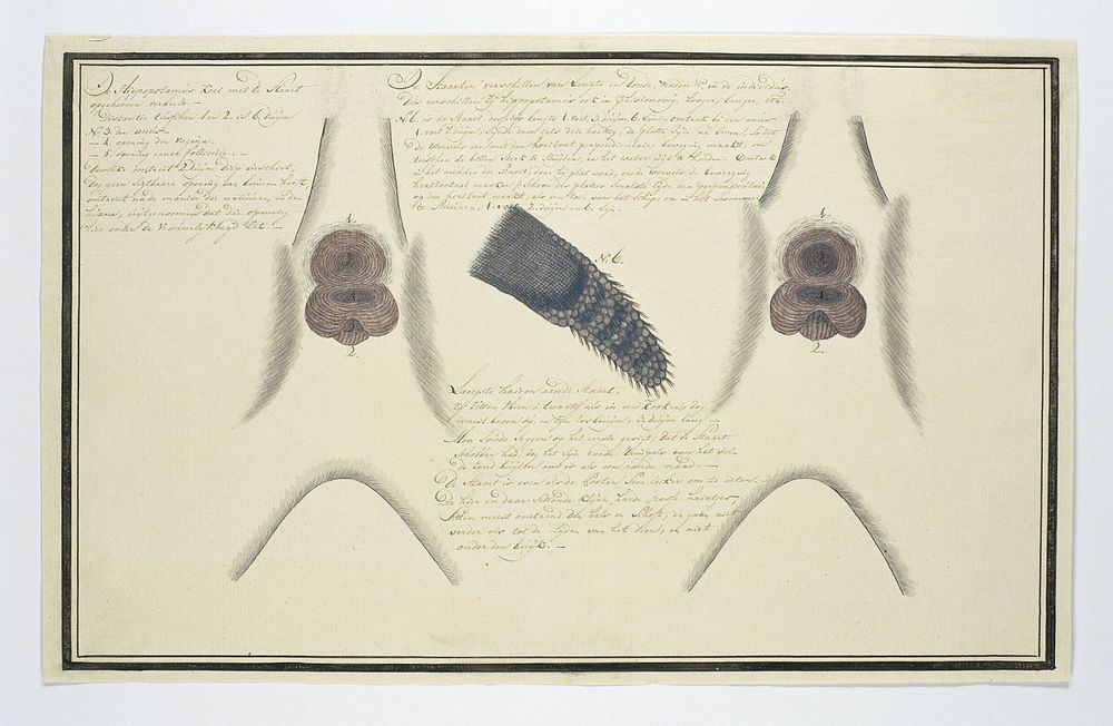 Hippopotamus amphibius capensis (Hippopotamus) (1777 - 1778) by Robert Jacob Gordon