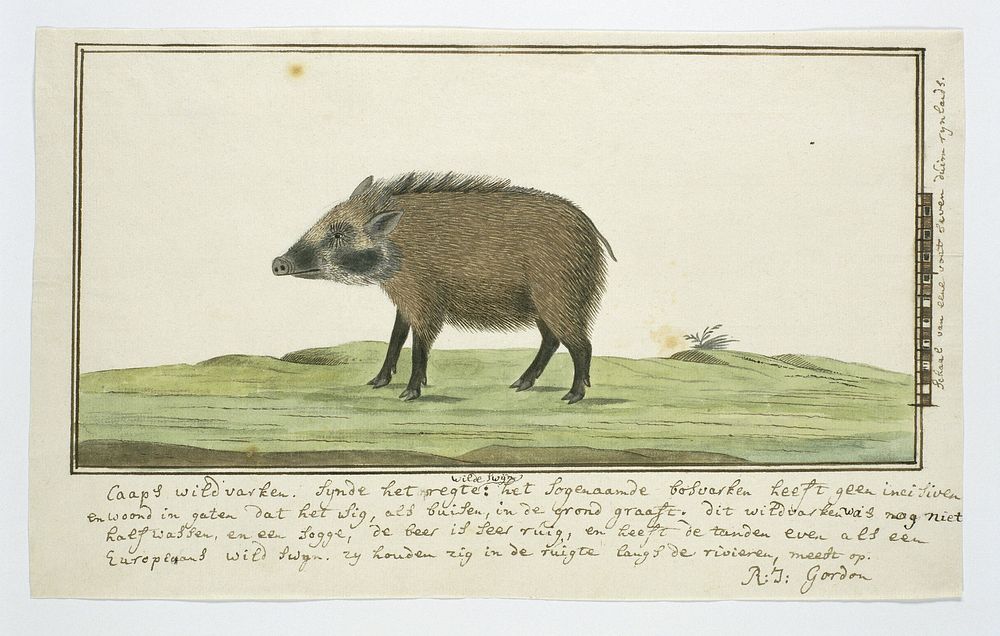 Phacochoerus aethiopicus aethiopicus (Cape warthog; female) (c. 1778 - 1779) by Robert Jacob Gordon