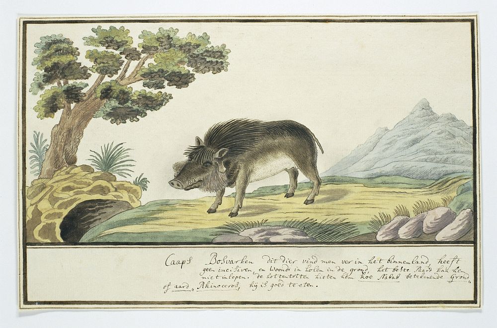 Phacochoerus aethiopicus aethiopicus (Cape warthog) (c. 1778) by Robert Jacob Gordon