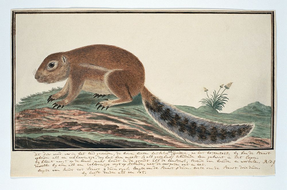 Xerus inauris (Cape ground squirrel) (1777 - 1786) by Robert Jacob Gordon