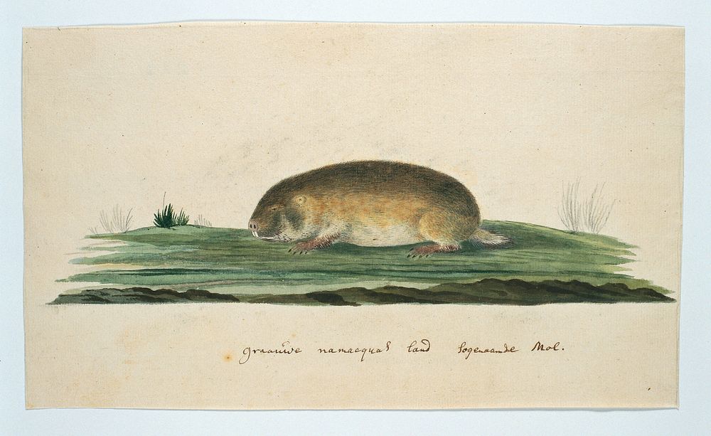 Bathyergus janetta (Namaqua dune mole-rat) (1777 - 1786) by Robert Jacob Gordon