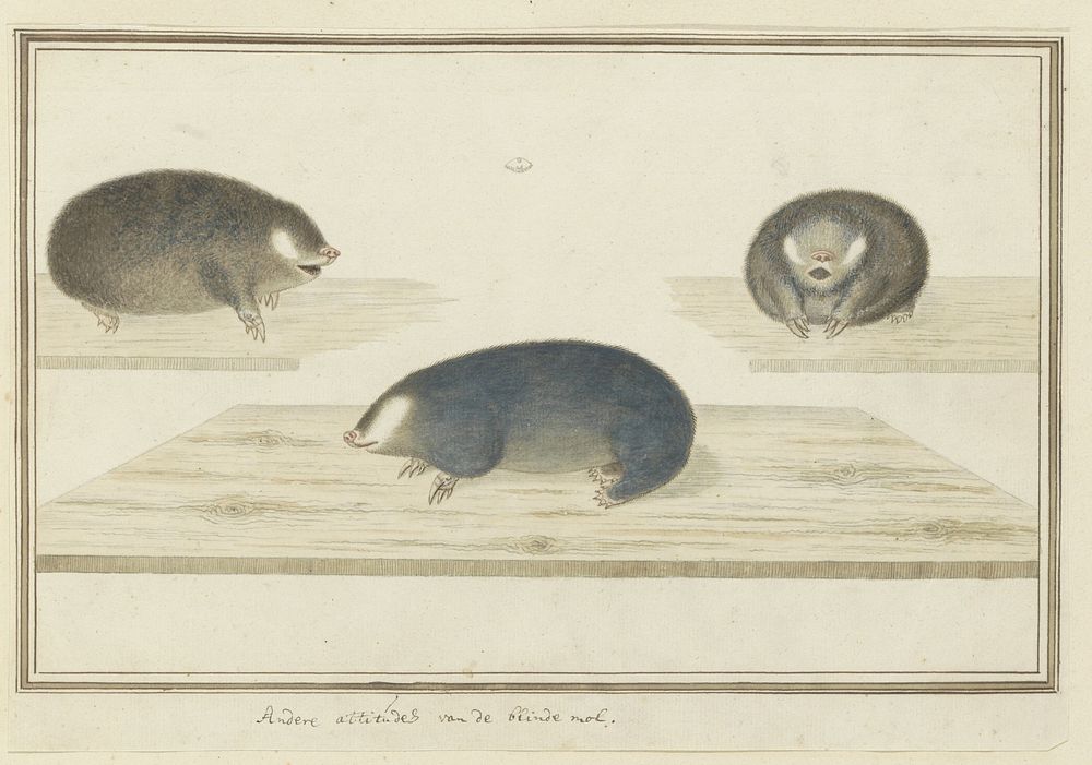 Chrysochloris asiatica (Cape golden mole) (c. 1777) by Robert Jacob Gordon