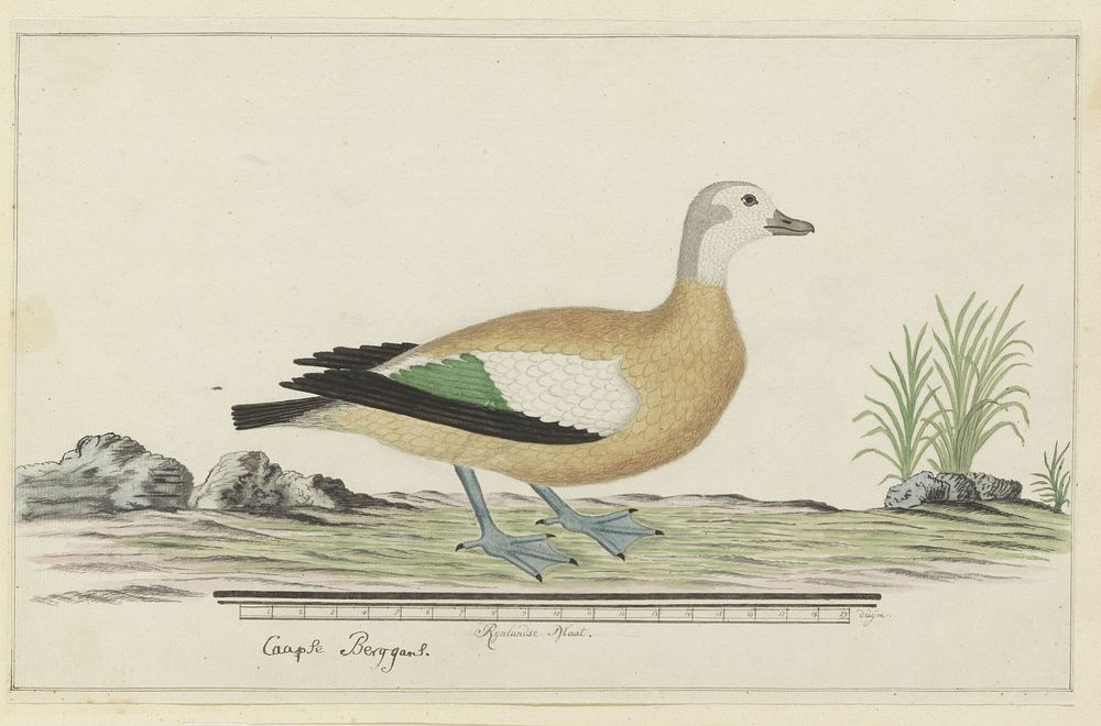 Tadorna cana (South African shelduck or Cape shelduck) (1777 - 1786) by Robert Jacob Gordon