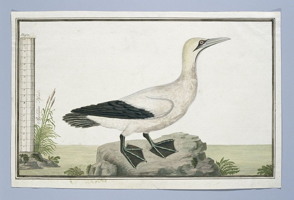 Morus capensis (Cape gannet) (1777 - 1786) by Robert Jacob Gordon
