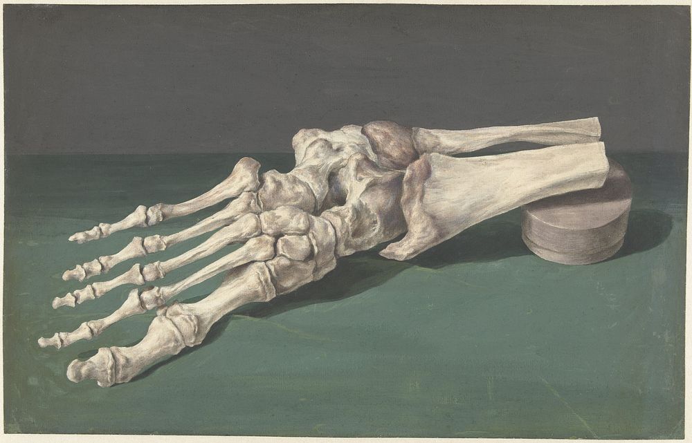 Skelet van een voet (1709 - 1773) by Jan l Admiral