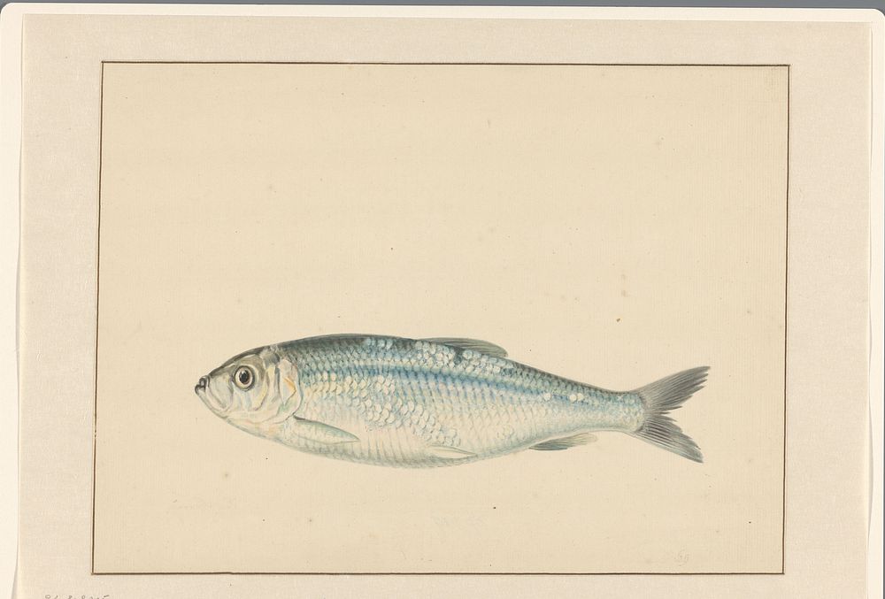 Haring (c. 1700 - c. 1800) by anonymous