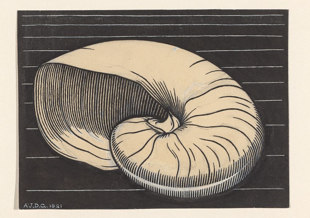 Nautilusschelp (1921) by Julie de Graag