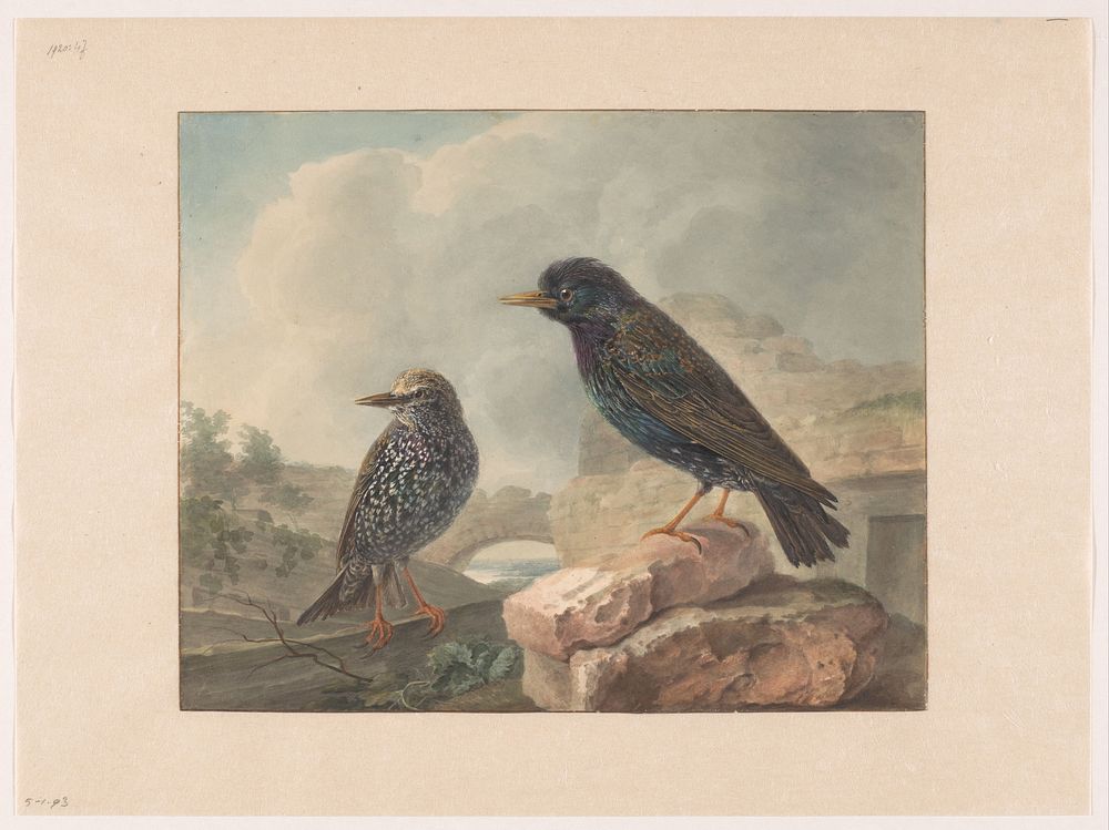 Twee spreeuwen (1765 - 1873) by Cornelis van Hardenbergh