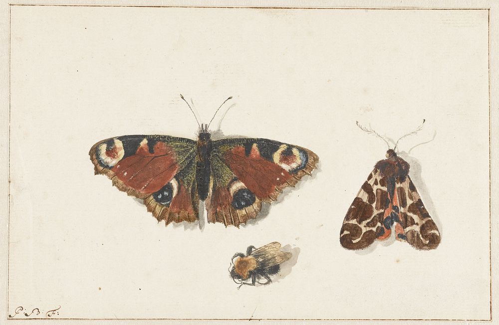 Butterfly, Moth and Bumblebee (c. 1700) by Johannes Bronkhorst and Pieter Barbiers