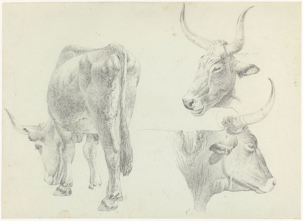 Drie studies van Italiaans rundvee (1787 - 1847) by Josephus Augustus Knip