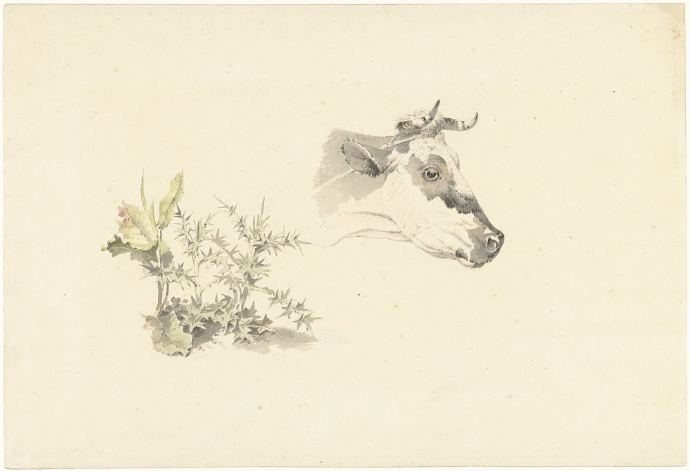 Kop van een koe en twee planten (1787 - 1847) by Josephus Augustus Knip