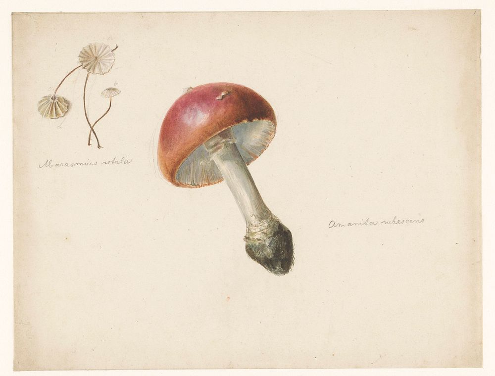 Studieblad met paddestoelen, de Amanita Rubescens en de Marasmius Rotula (1824 - 1900) by Albertus Steenbergen