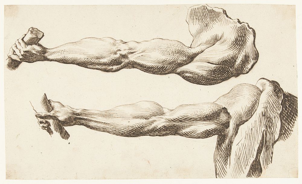 Two Anatomical Studies of An Arm (c. 1615) by Jacques de Gheyn III and Jacques de Gheyn II
