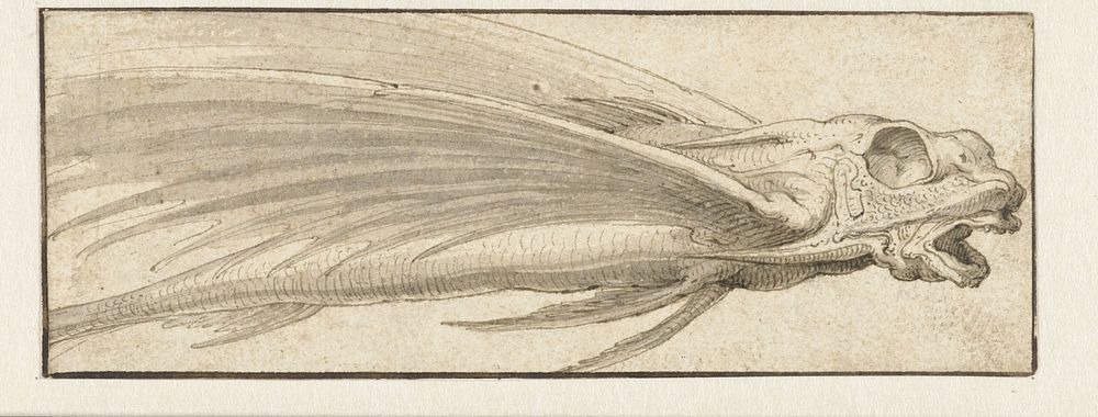 Vliegende vis (1557 - 1626) by Jacopo Ligozzi