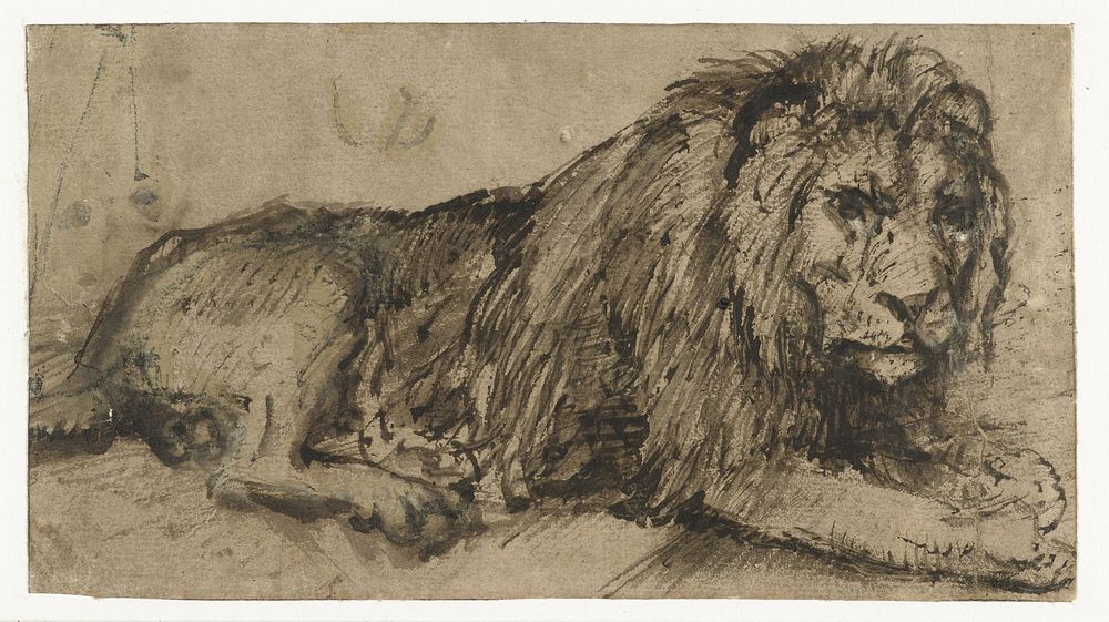 Reclining Lion (c. 1660) by Rembrandt van Rijn