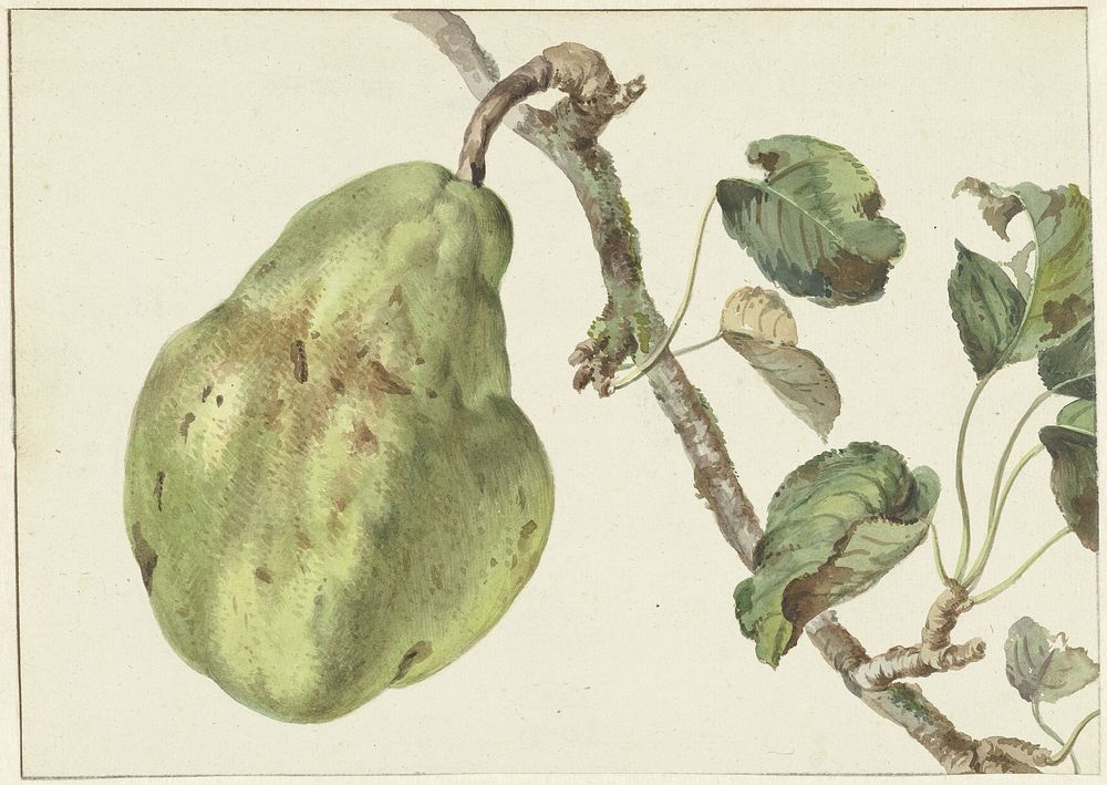 Peer aan een tak (1781) by Pieter Gevers