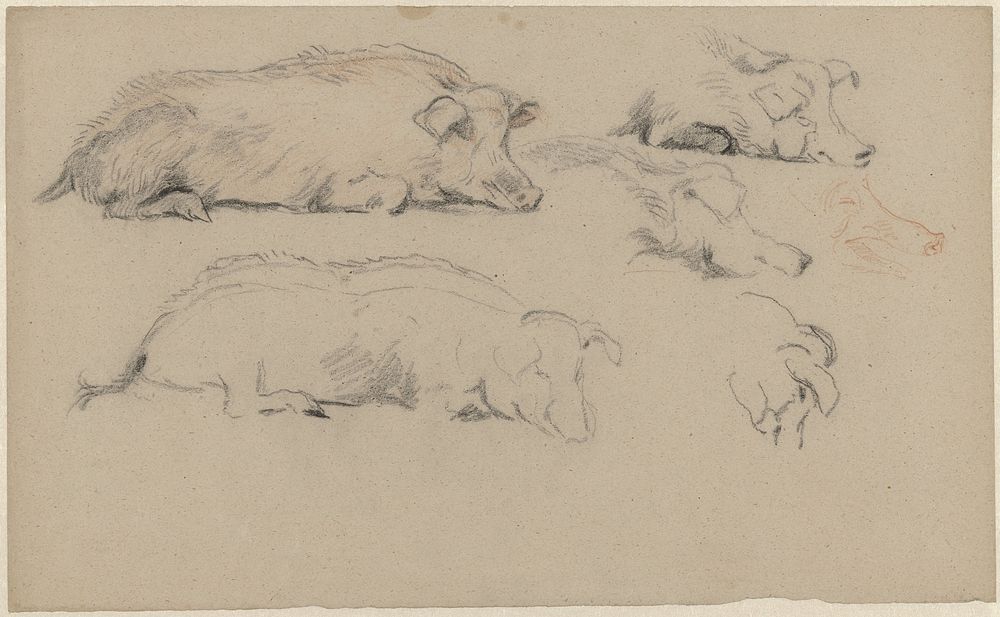 Schetsblad met studies van liggende varkens (1821 - 1891) by Guillaume Anne van der Brugghen