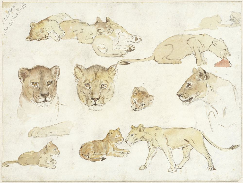 Studies van leeuwen (1880 - 1946) by Anna Maria Kruijff