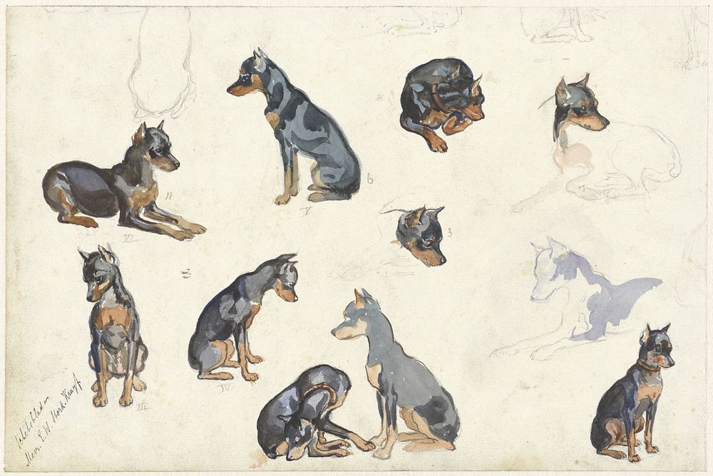 Studies van een hond (1880 - 1946) by Anna Maria Kruijff