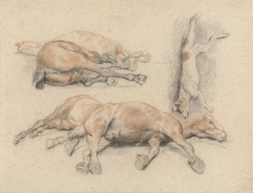 Studies van een paardenkadaver en een dode opgehangen hond (1814 - 1860) by Denis Auguste Marie Raffet