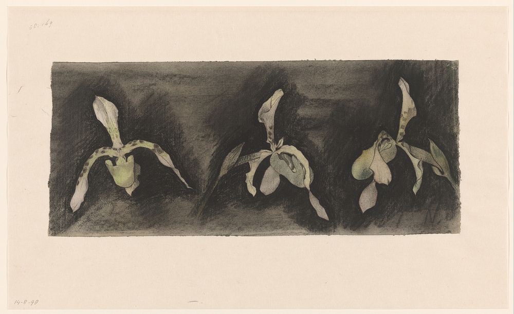 Drie orchideeën (1876 - 1951) by Theo Nieuwenhuis