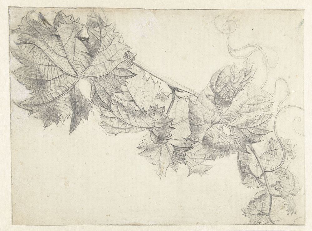 Tak met wingerd (1764 - 1791) by Paul Theodor van Brussel