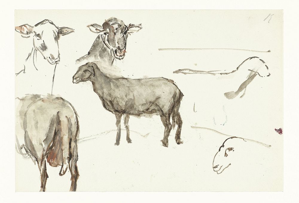 Schetsen van schapen (1844 - 1909) by Sientje Mesdag van Houten