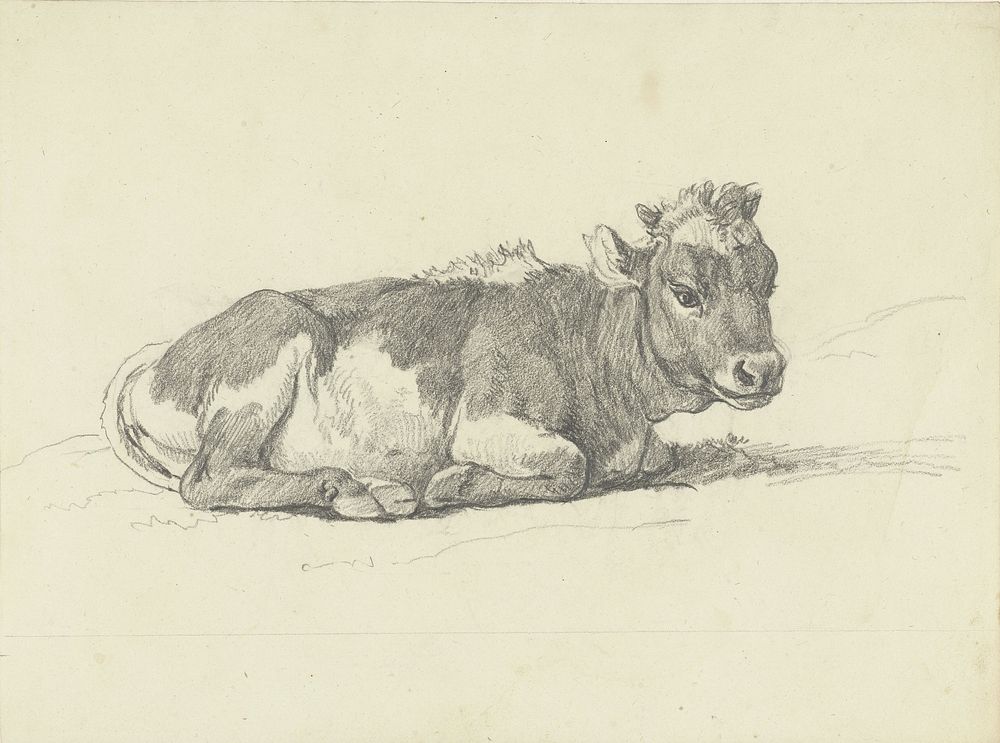 Liggend kalf, naar rechts (1788 - 1839) by Hendrik Voogd