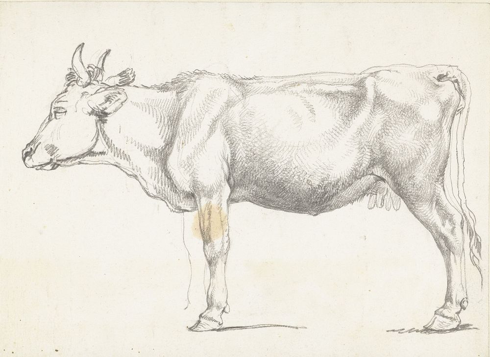 Staande koe, naar links (1788 - 1839) by Hendrik Voogd