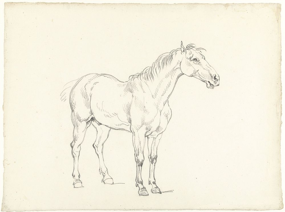 Studie van een staand paard, naar rechts (1788 - 1839) by Hendrik Voogd