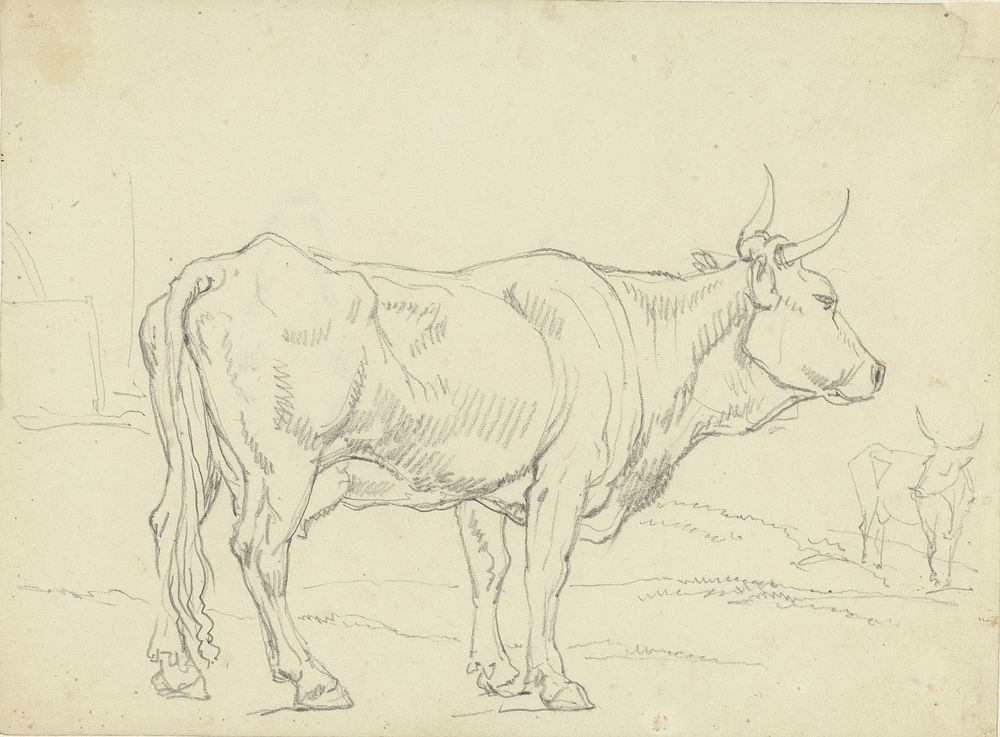 Staande koe, van opzij gezien, naar rechts (1788 - 1839) by Hendrik Voogd