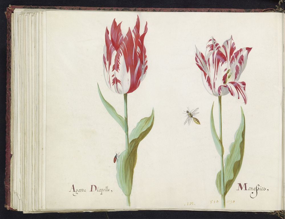 Twee tulpen met kever en wesp (1637) by Jacob Marrel