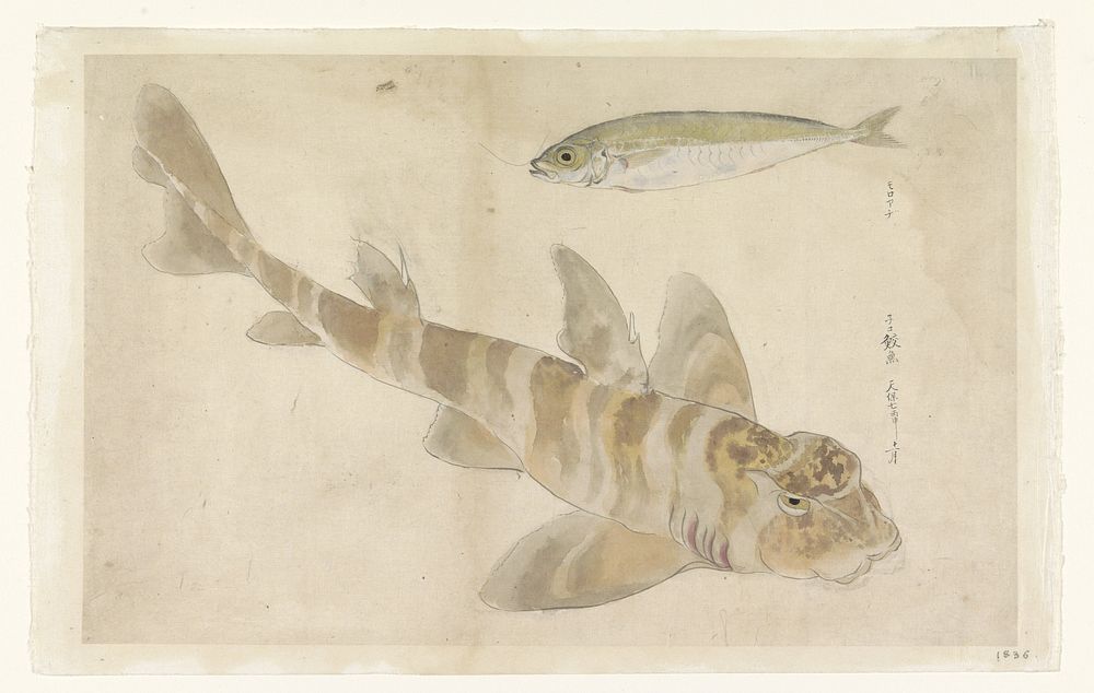 Twee vissen: poon (?) en haring (1836) by Ishikawa Kazan