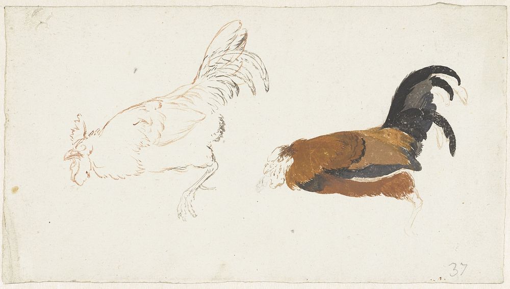 Twee studies van een dode haan (1720 - 1792) by Aert Schouman