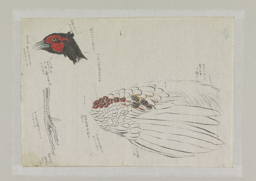 Schetsblad met studies van een fazant (1800 - 1900) by Ishikawa Kazan