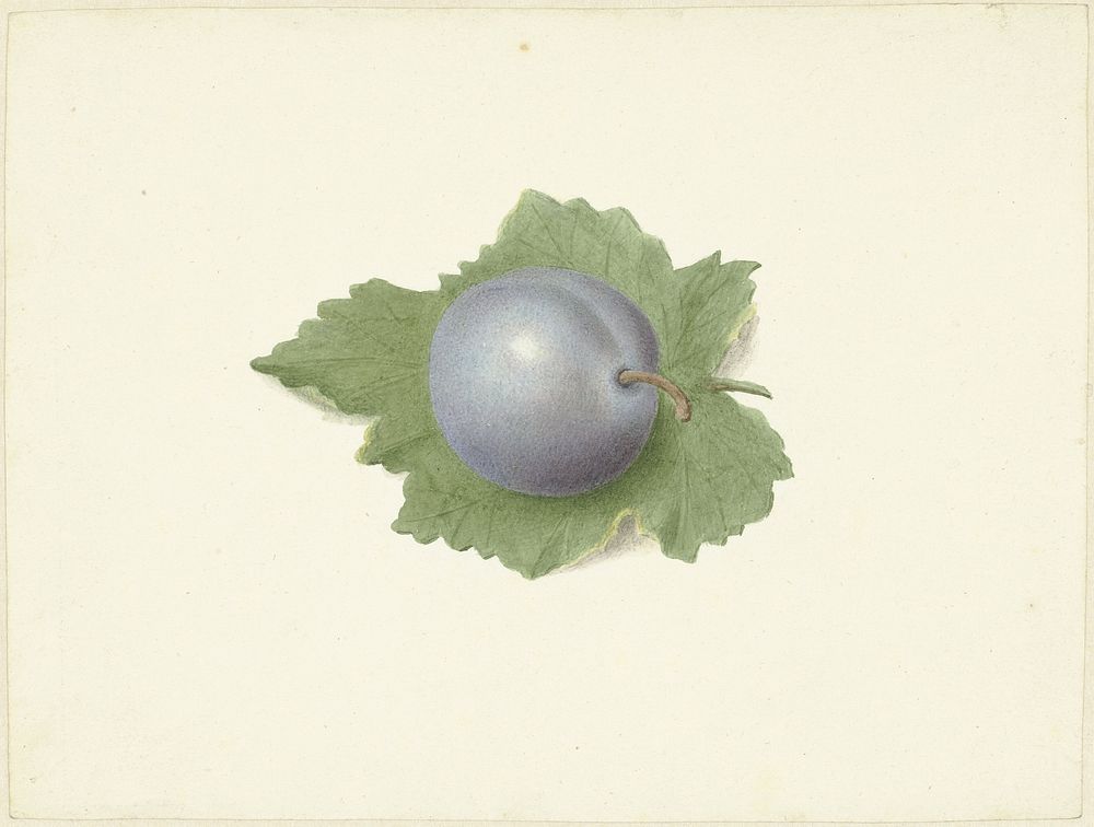 Pruim op een blad (1818 - 1853) by Elisabeth Geertruida van de Kasteele