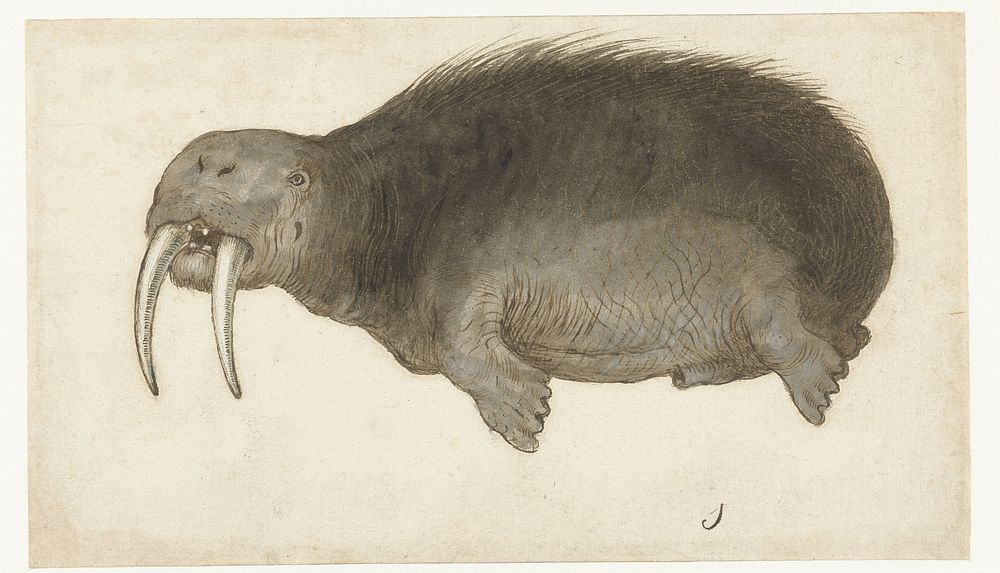 Walrus (1550 - 1570) by anonymous