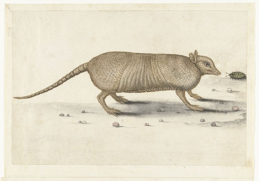 Gordeldier (1560 - 1585) by anonymous