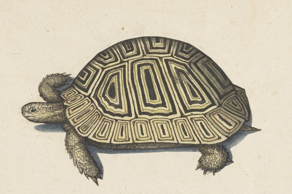 Landschildpad (1560 - 1585) by anonymous
