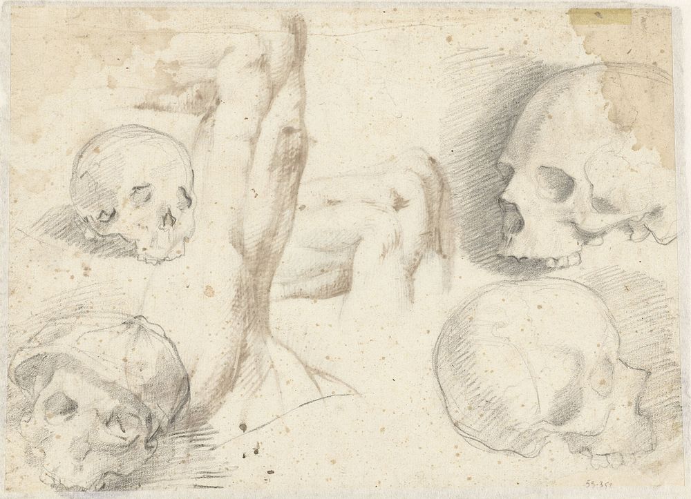 Vier studies van een schedel (1519 - 1566) by Daniele da Volterra