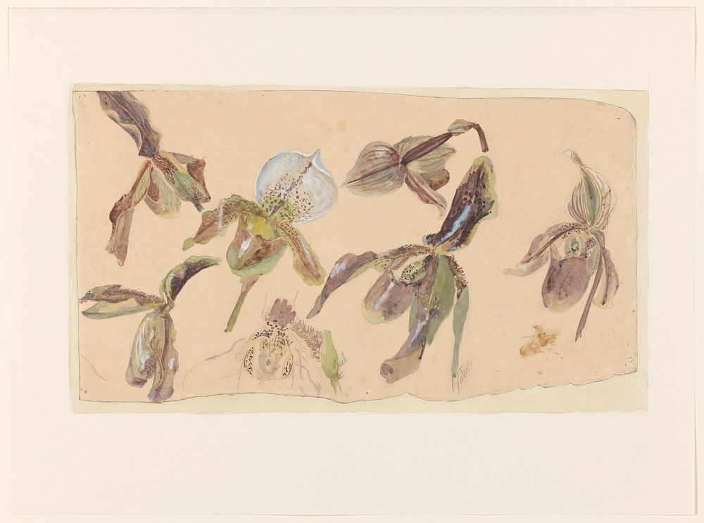 Zeven studies van orchideeën (1878 - 1943) by Willem van Konijnenburg