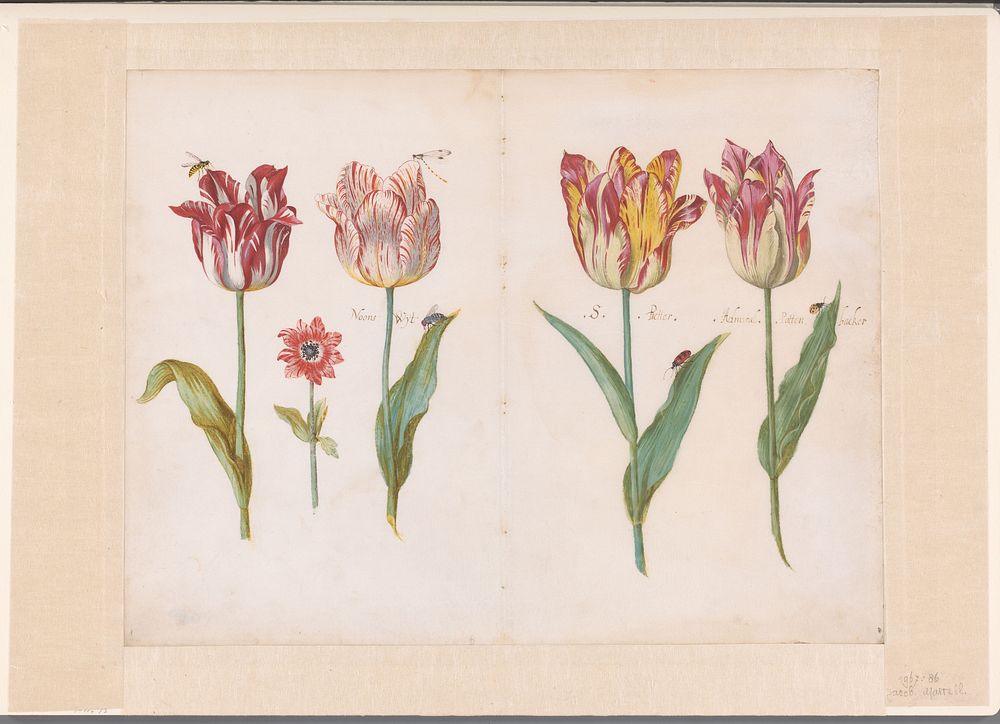 Sheet from a Tulip Book (c. 1640) by Jacob Marrel
