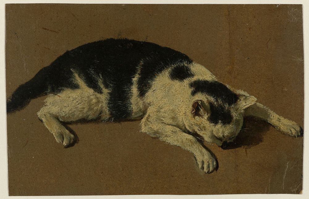 Kat liggend met de kop tussen de voorpoten (1646 - 1672) by Adriaen van de Velde