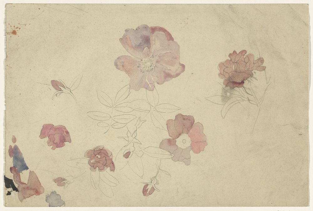 Bloemenstudies in paars en roze (1874 - 1945) by Carel Adolph Lion Cachet