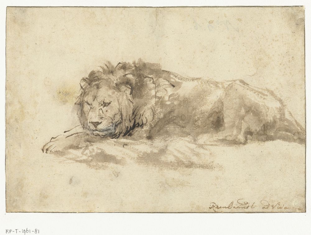 Reclining Lion (c. 1650) by Rembrandt van Rijn