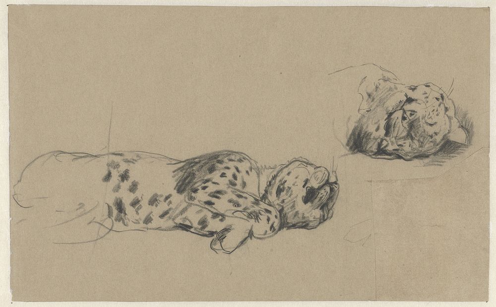 Twee studies van een luipaard (1821 - 1891) by Guillaume Anne van der Brugghen