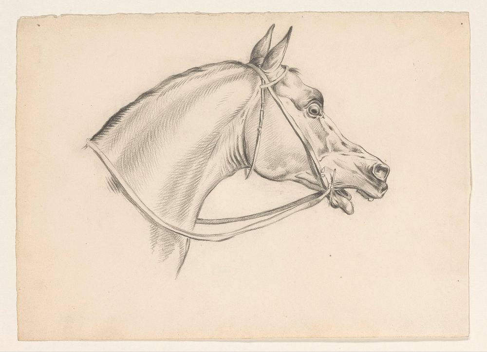 Paardenkop, naar rechts (1826) by Johannes Tavenraat