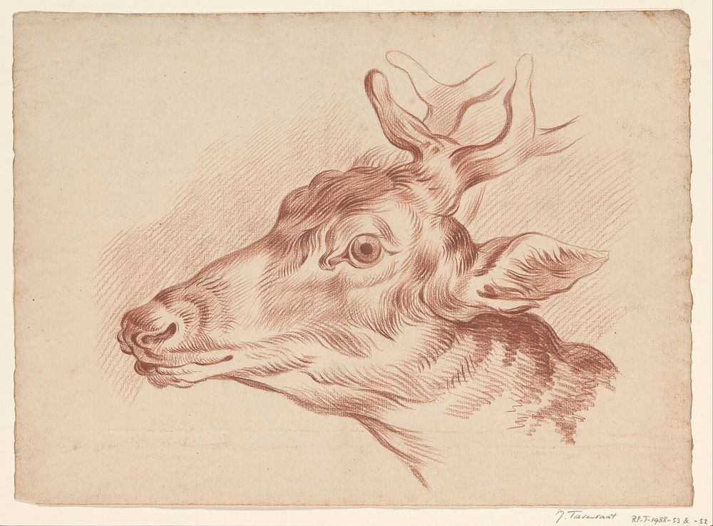 Kop van een hert, naar links (1819 - 1881) by Johannes Tavenraat